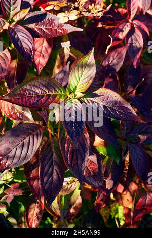 Hydrangea foliage  in autumn (Suzanne garden, Mayenne, Loire country, France). Stock Photo