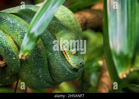 Green tree python (morelia viridis) coiled on tree branch, family: Pythonidae, region: Papua New Guinea. Stock Photo