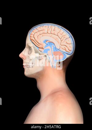 Diagram Illustrating Cerebrospinal Fluid CSF in the Brain Central ...