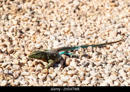 green little lizard on curacao wildlife Stock Photo