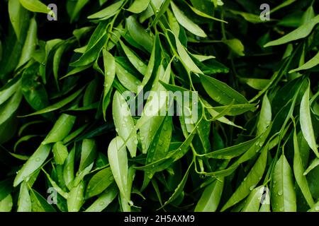 Wet tangerine leaves in a close up view Stock Photo