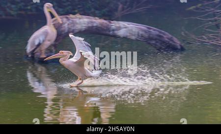 Pink Pelican landing in a lake after a flight and using its brakes Stock Photo