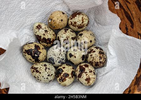 A dozen quails eggs on a white paper towel in a wooden bowl. Seen from above. Stock Photo