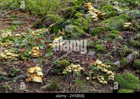 Large group of yellow mushrooms growing in the undergrowth, on the roots of large trees, in the fall season Stock Photo