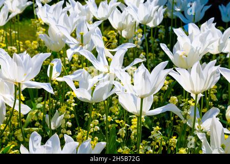 White lily-flowered tulips Tres Chic at the gardens of Arundel Castle, West Sussex, UK Stock Photo