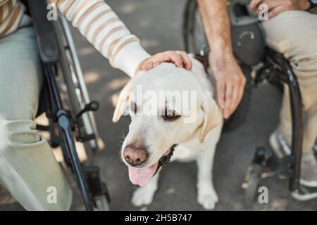 Close up of couple in wheelchairs petting dog in park outdoors, copy space Stock Photo