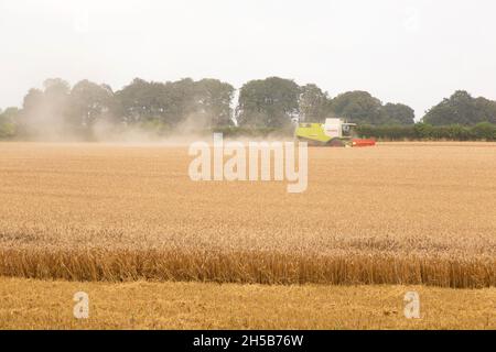 Claas combine harvester working in a field of wheat, Medstead, Hampshire, England, United Kingdom. Stock Photo