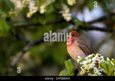 Male Common rosefinch, Carpodacus erythrinus in the middle of Bird cherry blossoms. Stock Photo