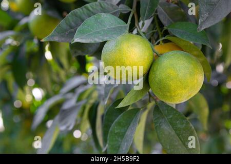 Bitter orange (Turunç) that has not yet turned yellow. Resembles an orange, but has a bitter-sour juice. It is used to add a sour taste to salads. Stock Photo