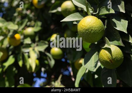 Bitter orange (Turunç) that has not yet turned yellow. Resembles an orange, but has a bitter-sour juice. It is used to add a sour taste to salads. Stock Photo