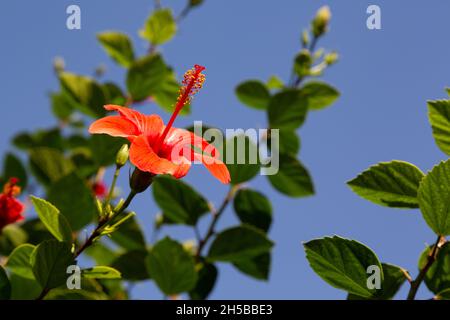 Japanese Rose flower with large and red leaves. The Japanese rose, also known as the Chinese rose, is a pot and garden ornamental plant. Stock Photo