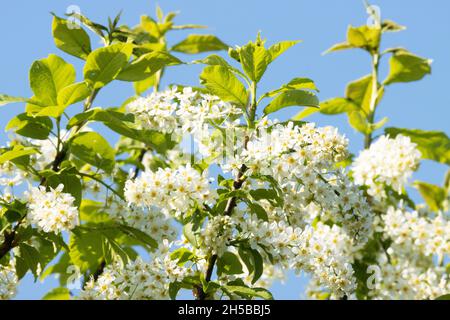 Bird cherry tree, Prunus padus blooming during a beautiful spring morning in Estonia. Stock Photo
