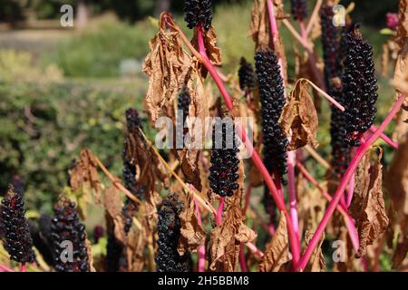 Poke weed or poke berry with pink stems and dying foliage in autumn Stock Photo