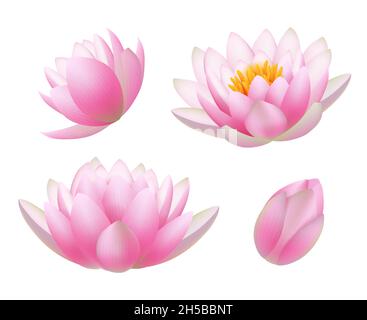 Lotus flowers. Realistic beautiful plants flowers buds and leaves buddhism symbols decent vector nature pictures Stock Vector