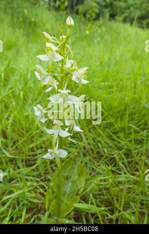 Lesser Butterfly Orchid (Platanthera bifolia) growing on a nature reserve in the Herefordshire UK countryside, flowering June/July. June 2021 Stock Photo
