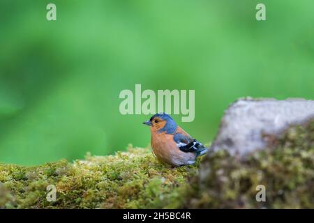 Male Chaffinch (Fringilla coelebs) perched on moss covered rocks, Perthshire Scotland UK. June 2021. Stock Photo