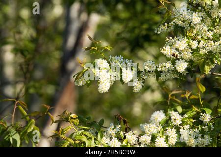 Bird cherry tree, Prunus padus blooming during a beautiful spring morning in Estonia. Stock Photo
