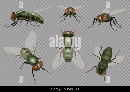 Fly set. Realistic dirt insects pests decent vector mosquito illustrations Stock Vector