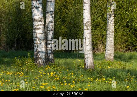 A group of Silver birch trees and blooming Dandelions under them on a spring morning in Estonia. Stock Photo