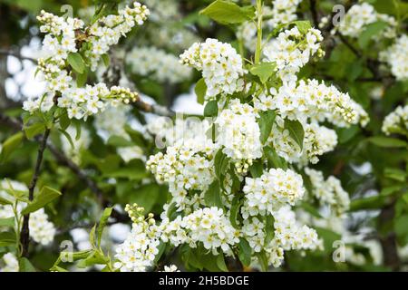 Bird cherry tree, Prunus padus blooming during a beautiful spring morning in Estonia. Stock Photo