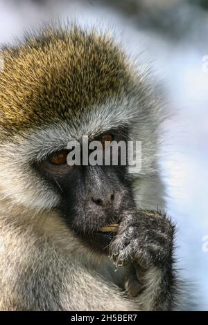 Vervet Monkey Lake Nakuru National Park Kenya East Africa Stock Photo ...