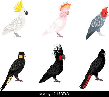 Parrots cockatoo. Cartoon tropical winged birds, parakeets with beaks and colored feathers, vector illustration of budgerigars of jungle isolated on white background Stock Vector