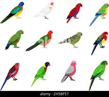 Parrots set. Cartoon birds with colourful feathers, tropical characters of zoo with beak and feathers, vector illustration of colored parakeets isolated on white background Stock Vector
