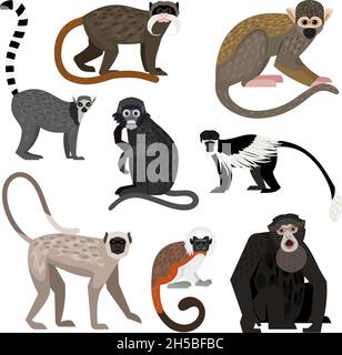 Different monkey set. Cartoon primates of wildlife, funny zoo characters, colobus ring-tail lemur bolivian squirrel monkey siamang emperor tamarin dusky leaf monkey hanuman langur cotton top tamarin Stock Vector