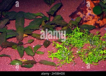 Foreground aquarium plants (Cryptocoryne, Hemianthus) Stock Photo