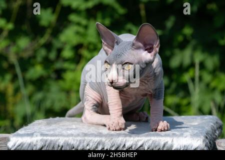 Portrait of Sphynx Hairless kitten with yellow eyes lying down on rug outdoors play area on summer sunny day and looking away Stock Photo