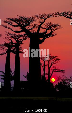Africa, Madagascar, Morondava, Grandidier's Baobab (Adansonia grandidieri) Avenue at sunset. This tree is endemic to the island Stock Photo