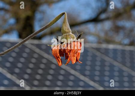 Frost killed Mexican sunflower in a butterfly garden against a backdrop of solar panels on a sunny autumn day. Stock Photo
