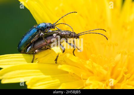 Seidiger Rohrkäfer, Paarung, Kopulation, Kopula, Rohrkäfer, Plateumaris sericea, reed beetle, reed-beetle, reed beetles Stock Photo