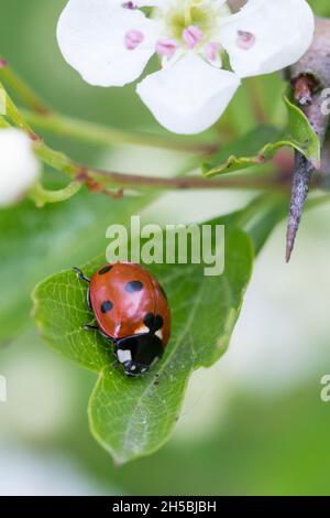 Siebenpunkt-Marienkäfer, Siebenpunkt, Marienkäfer, 7-Punkt, 7-Punkt-Marienkäfer, Coccinella septempunctata, seven-spot ladybird, sevenspot ladybird, 7 Stock Photo