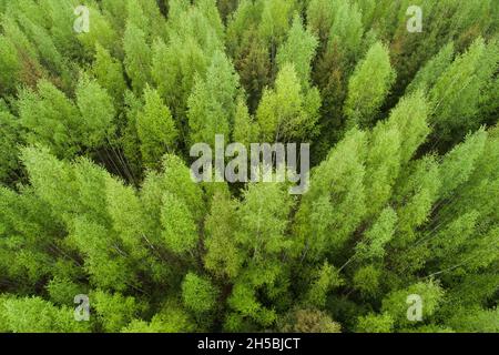 An aerial of lush and fresh Birch forest in Estonia, Northern Europe. Stock Photo