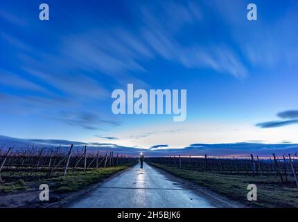 vineyard with sky before dawn Stock Photo