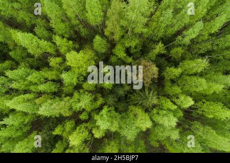 An aerial of lush and fresh Birch forest in Estonia, Northern Europe. Stock Photo