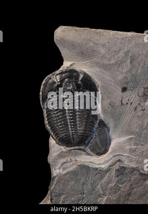 Fossil Trilobite: Elrathia kingii. Mid Cambrian. Utah, Arizona. Stock Photo