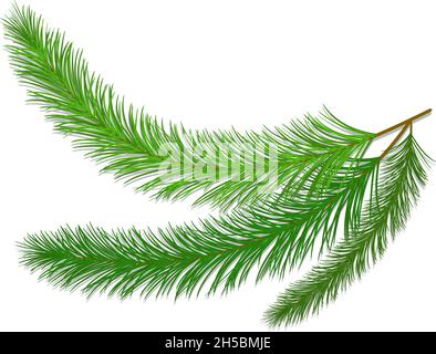 Vector Christmas tree fir and spruce branches isolated on white background Stock Vector