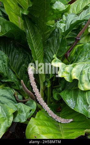 Tail Flower: Anthurium schlechtendalii Stock Photo - Alamy
