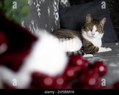 A tabby with white cat lies near a collection of festive decorations on a winter themed backdrop Stock Photo