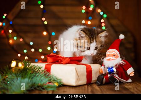 Christmas cat. Little curious funny kitten plays with gift box next to santa claus toy on background of garland of christmas lights, on a wooden table. Festive atmosphere with pet animal Stock Photo