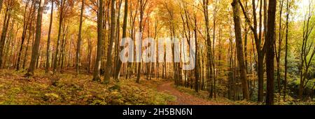 Autumn forest banner. Colorful magical woodland scenery. Stock Photo