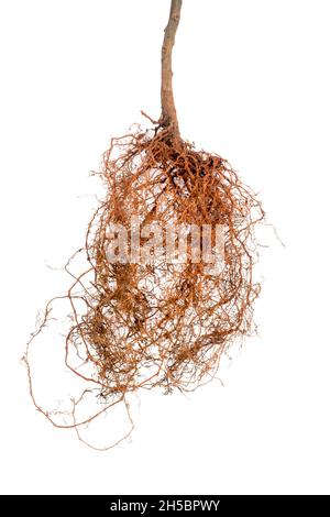 plant or tree roots, isolated on white background, closeup Stock Photo