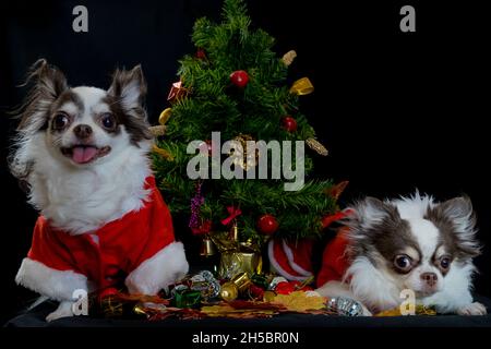 Two chihuahua dogs wearing a red christmas santa costume with gift box and looks at camera. isolated on black background. Happy new year and Merry Chr Stock Photo