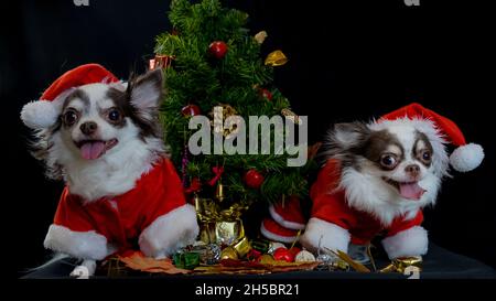 Two chihuahua dogs wearing a red christmas santa costume with gift box and looks at camera. isolated on black background. Happy new year and Merry Chr Stock Photo