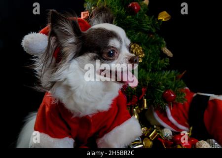 A chihuahua dog wearing a red christmas santa costume with gift box and looks at camera. isolated on black background. Happy new year and Merry Chrism Stock Photo