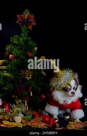 A chihuahua dog wearing a red christmas santa costume with gift box and looks at camera. isolated on black background. Happy new year and Merry Chrism Stock Photo