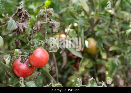 Fungal dangerous diseases of tomatoes, which affects representatives of nightshade especially potatoes. This disease is caused by pathogenic organisms position between fungi and protozoa gray spot Stock Photo