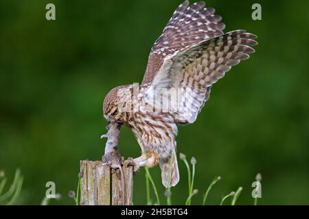 Ringed little owl (Athene noctua) landing with caught mouse prey in beak on old, weathered fence post along meadow Stock Photo